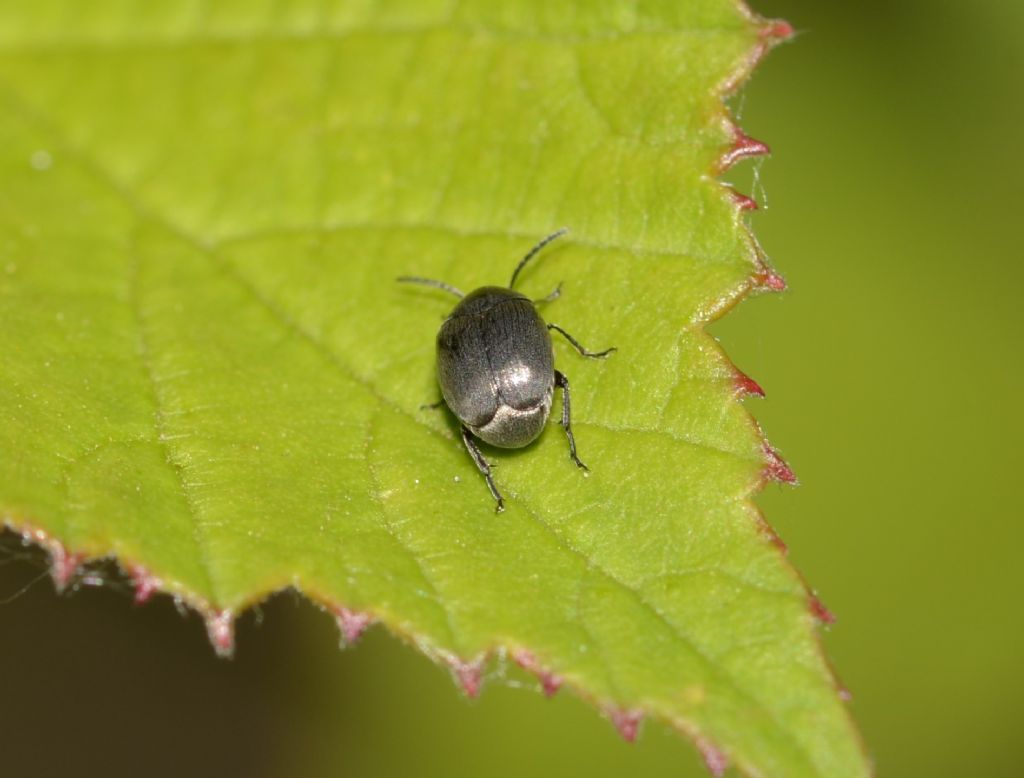 Spermophagus sericeus? Spermophagus sp., Chrysomelidae Bruchinae